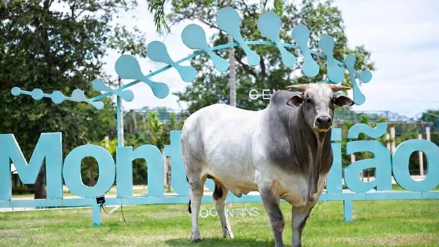 Grupo Monte Sião se prepara para lançamento de genética bovina e já destaca Touro Sião 02